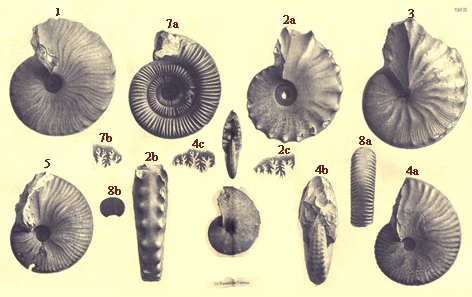 Ammoniti di 200 milioni di anni a Favara
