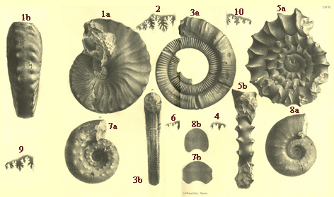 Ammoniti di 200 milioni di anni a Favara